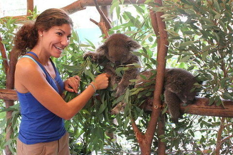 Pinnacles Desert, Koalas And Sandboarding 4WD Day Tour From Perth - Find Attractions 5