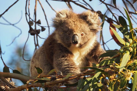 2-Hour Koala Walking Tour In Kangaroo Island - Find Attractions 0