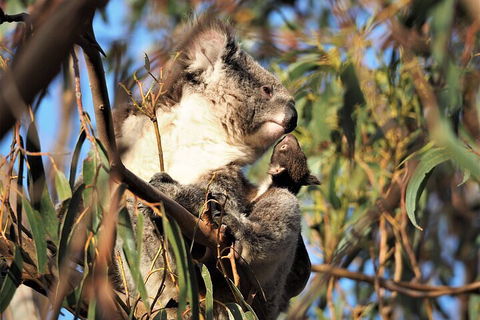2-Hour Koala Walking Tour In Kangaroo Island - Find Attractions 1