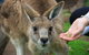 Phillip Island Penguin, Brighton Beach, Moonlit Sanctuary From Melbourne - thumb 1
