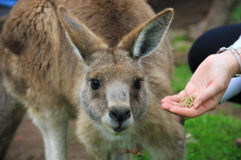 Phillip Island Penguin, Brighton Beach, Moonlit Sanctuary From Melbourne - Find Attractions 1
