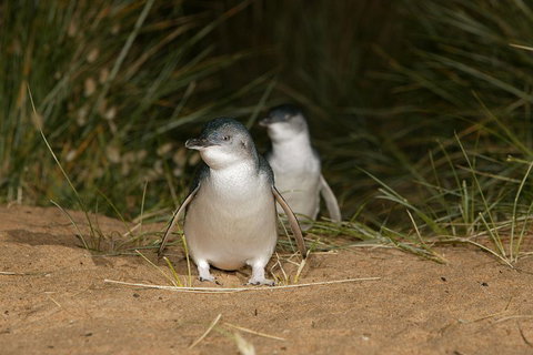 Phillip Island Penguin, Brighton Beach, Moonlit Sanctuary From Melbourne - Find Attractions 2