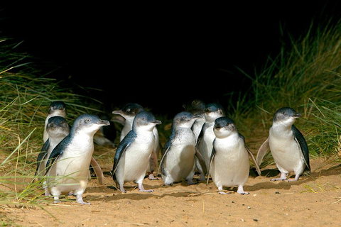 Phillip Island Penguin, Brighton Beach, Moonlit Sanctuary From Melbourne - Find Attractions 5