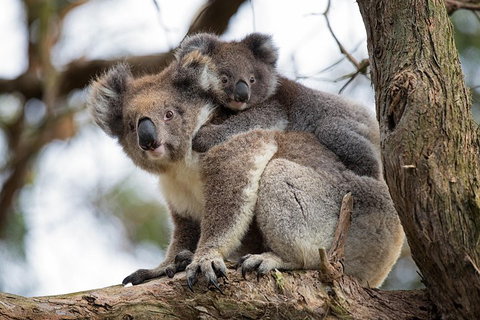 Great Ocean Road Sunset Tour From Melbourne - Find Attractions 0