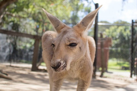 Currumbin Wildlife Sanctuary General Entry Ticket - Find Attractions 2