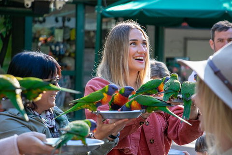 Currumbin Wildlife Sanctuary General Entry Ticket - Find Attractions 3