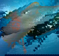 Great Barrier Reef Snorkeling and Diving Cruise from Cairns - Find Attractions