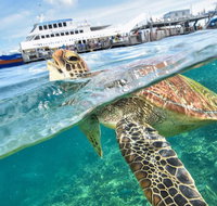Scenic Helicopter Flight to Moore Reef and Return Snorkeling Cruise from Cairns - Find Attractions