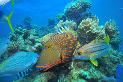 Fly To Green Island - Cruise Return - Find Attractions 1