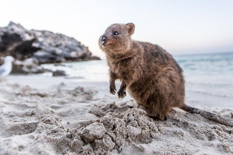 Fremantle To Rottnest Island Roundtrip Ferry Ticket - Find Attractions 1