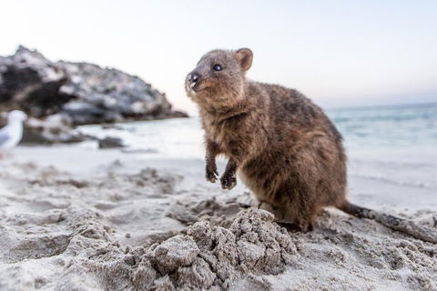 Rottnest Island All-Inclusive Grand Island Tour From Fremantle - Find Attractions 2