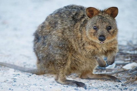 Perth To Rottnest Island Roundtrip Ferry Ticket - Find Attractions 3