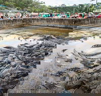 Hartley's Crocodile Adventures Day Trip from Palm Cove - Find Attractions