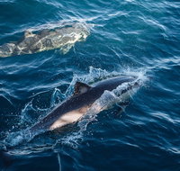 Sydney Whale-Watching Cruise - Find Attractions
