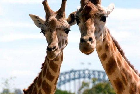 Sydney Harbour Ferry With Taronga Zoo Entry Ticket - Find Attractions 1