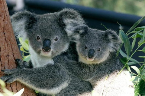 Sydney Harbour Ferry With Taronga Zoo Entry Ticket - Find Attractions 3