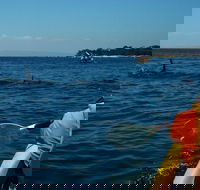 Mornington Peninsula Kayak Coastline Tour of Dolphin Sanctuary - Find Attractions
