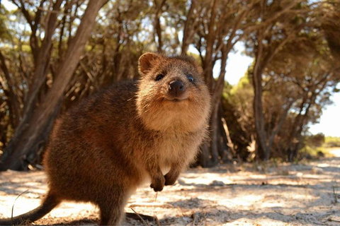 Wave Rock & Rottnest Island - Air & Ground Tour - Find Attractions 0