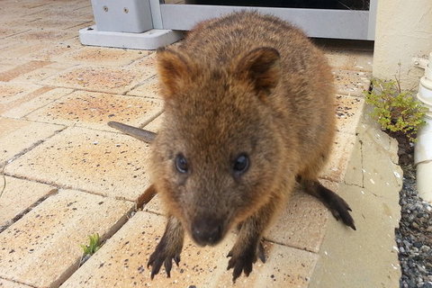 Wave Rock, Pinnacles And Rottnest One Day Aeroplane Tour - Find Attractions 0