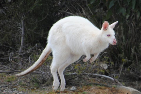 Small-Group Day Trip From Hobart To Bruny Island - Find Attractions 2