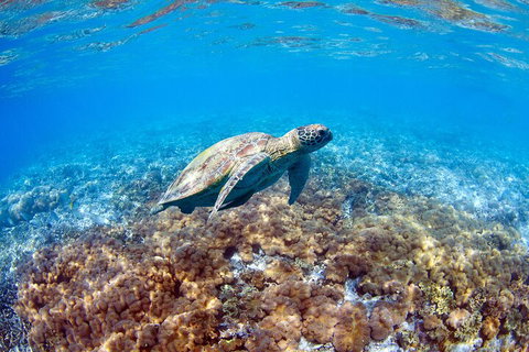 Great Barrier Reef Day Cruise To Reefworld - Find Attractions 5