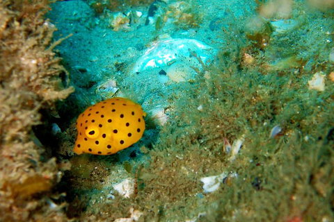 Wave Break Island Scuba Diving On The Gold Coast - Find Attractions 3