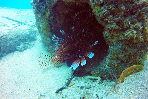 Wave Break Island Scuba Diving On The Gold Coast - Find Attractions 5
