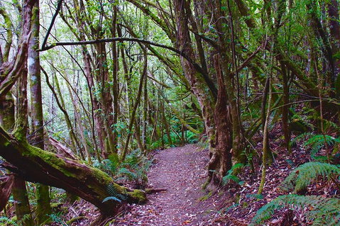 Kunanyi / Mt. Wellington Guided Hiking Tour - Find Attractions 2