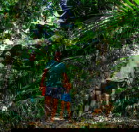 Full Day Daintree Rainforest and Mossman Gorge Tour - Find Attractions