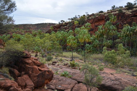 Palm Valley And Hermannsburg 1 Day 4WD Tour - Find Attractions 4