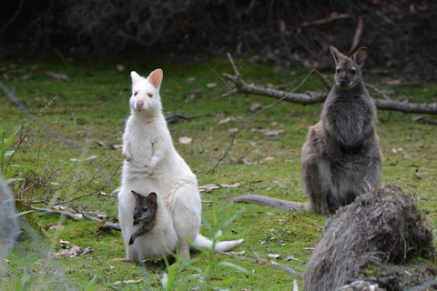Full-Day Guided Bruny Island Tour From Hobart - Find Attractions 0