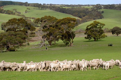 Kangaroo Island Luxury Small Group 'Island Life' Full Day Tour - Find Attractions 1