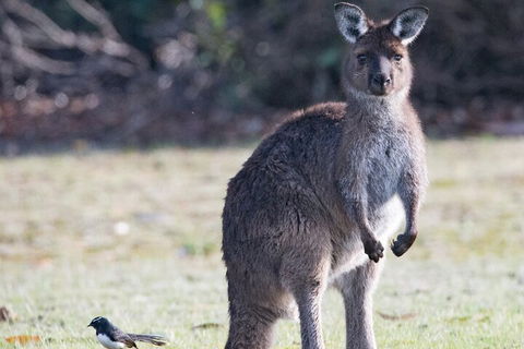 Kangaroo Island Luxury Small Group 'Island Life' Full Day Tour - Find Attractions 2