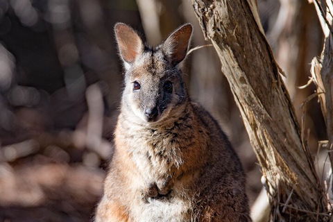 Kangaroo Island Luxury Small Group 'Island Life' Full Day Tour - Find Attractions 3
