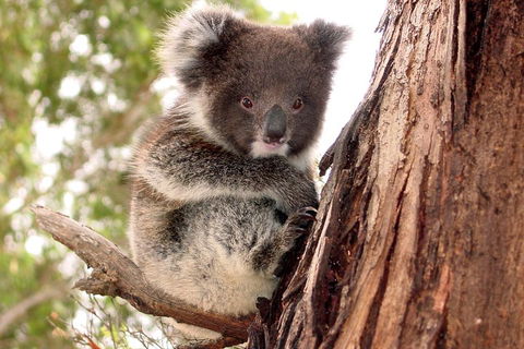 Kangaroo Island Luxury Small Group 'Island Life' Full Day Tour - Find Attractions 4