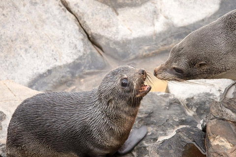 Kangaroo Island Luxury Small Group 'Flinders Chase Focus' Full Day Tour - Find Attractions 2
