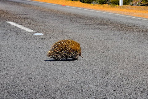 Kangaroo Island Luxury Small Group 'Flinders Chase Focus' Full Day Tour - Find Attractions 3