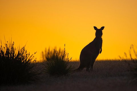 Kangaroo Island Luxury Small Group 'Flinders Chase Focus' Full Day Tour - Find Attractions 5