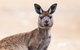 Kangaroo Island Luxury Small Group 'East End Explorer' Full Day Tour - thumb 1
