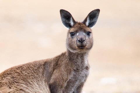 Kangaroo Island Luxury Small Group 'East End Explorer' Full Day Tour - Find Attractions 1
