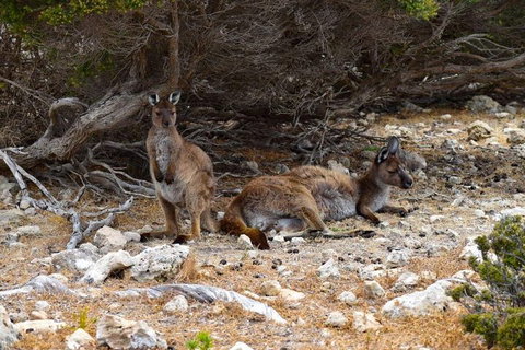 Kangaroo Island Luxury Small Group 'East End Explorer' Full Day Tour - Find Attractions 4
