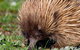 Kangaroo Island Luxury Small Group 'East End Explorer' Full Day Tour - thumb 5
