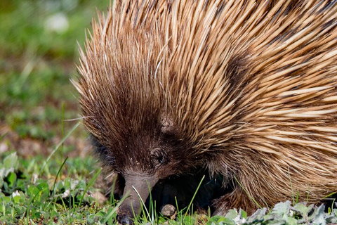 Kangaroo Island Luxury Small Group 'East End Explorer' Full Day Tour - Find Attractions 5