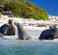 Dolphin Penguin and Sea Lion Cruise - Find Attractions