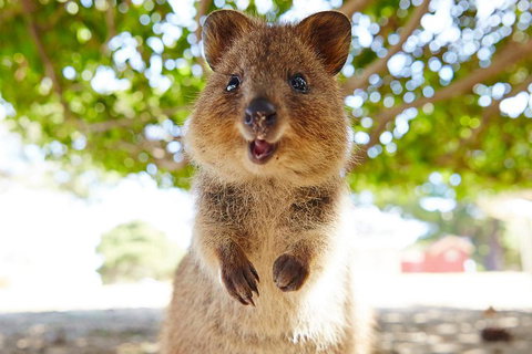 Discover Rottnest With Ferry & Bus Tour From Perth Or Fremantle - Find Attractions 0