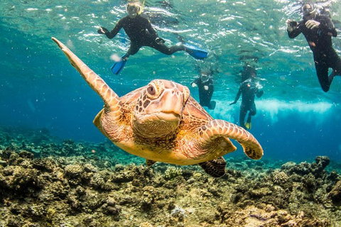 Great Barrier Reef Diving And Snorkeling Cruise From Cairns - Find Attractions 3