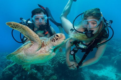 Great Barrier Reef Diving And Snorkeling Cruise From Cairns - Find Attractions 4