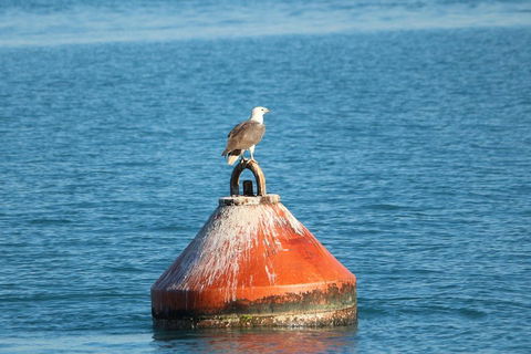 Roebuck Bay Snubfin Dolphin Cruise - Find Attractions 1