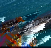 AOC Whale Watching from Broome - Find Attractions
