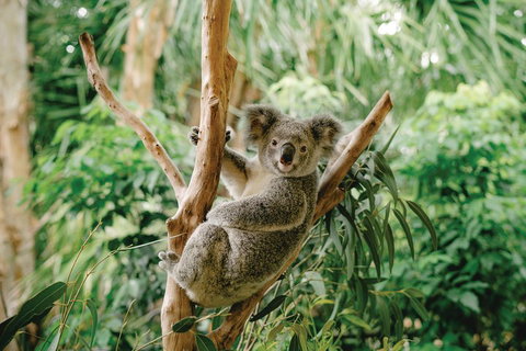 Full-Day Small-Group History And Heritage Tour Of Brisbane City - Find Attractions 2